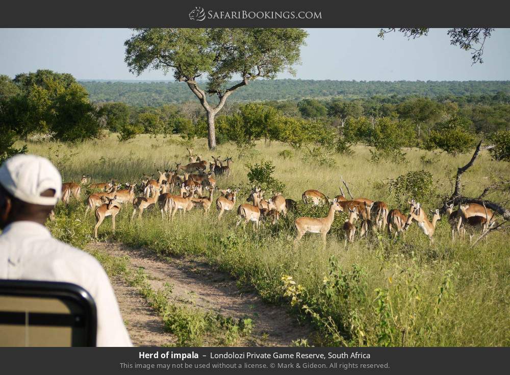 Herd of impalas in Londolozi Private Game Reserve, South Africa