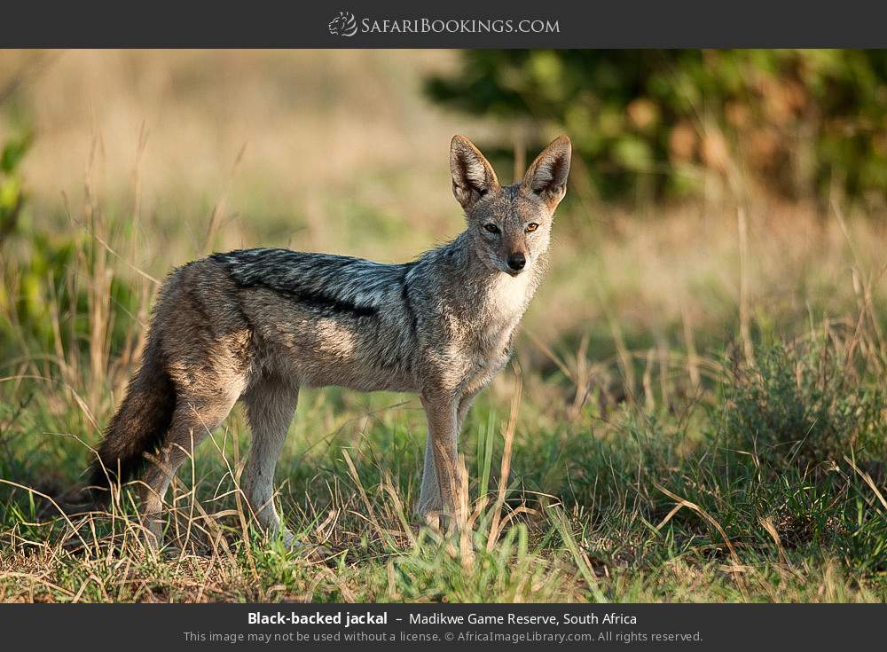 Black-backed jackal in Madikwe Game Reserve, South Africa