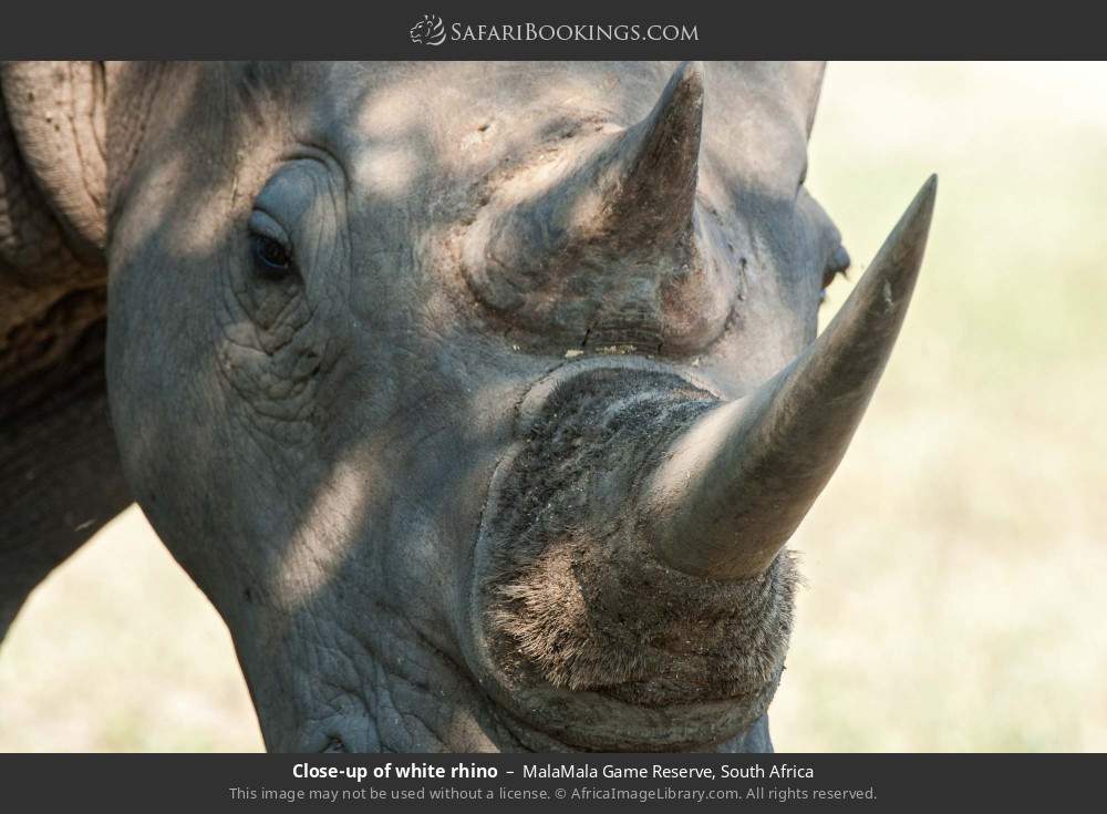Close-up of white rhino in MalaMala Game Reserve, South Africa