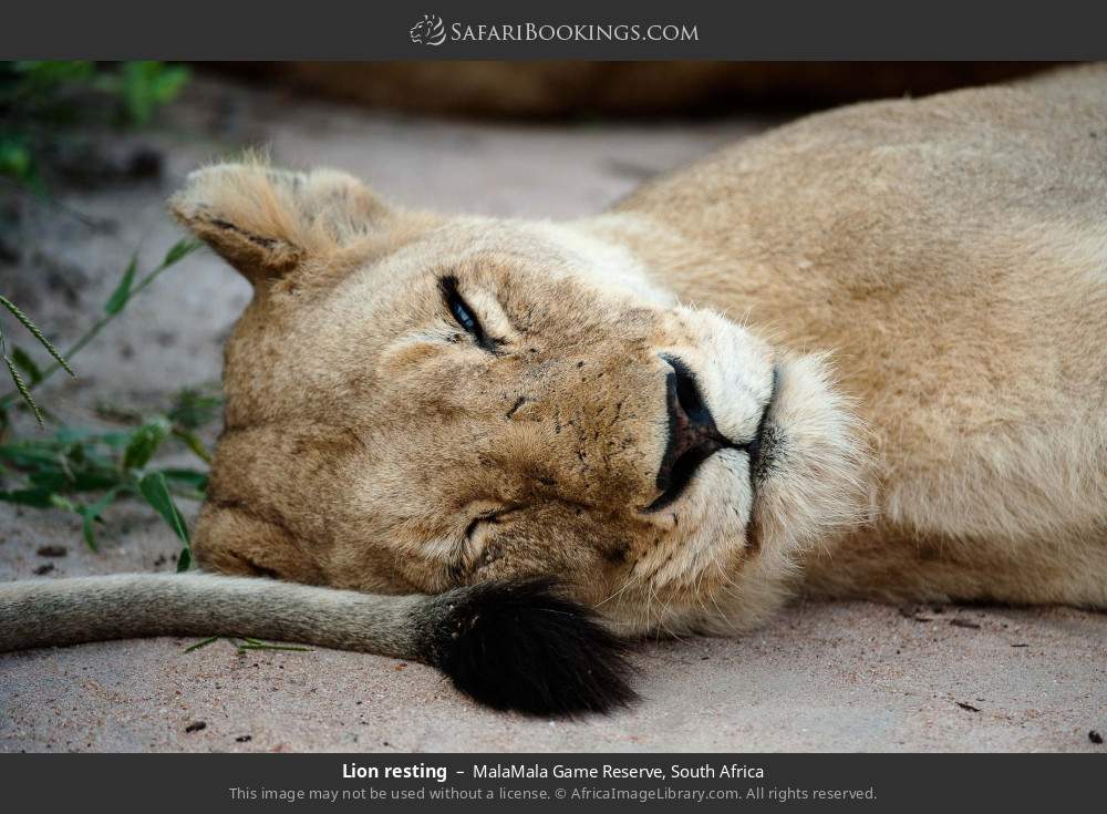Lion resting in MalaMala Game Reserve, South Africa