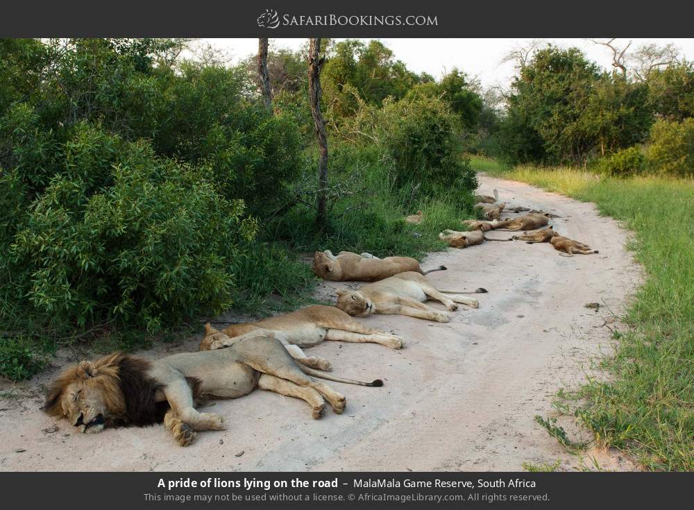 A pride of lions lying on the road in MalaMala Game Reserve, South Africa