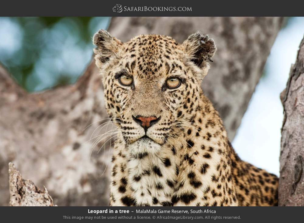 Leopard in a tree in MalaMala Game Reserve, South Africa