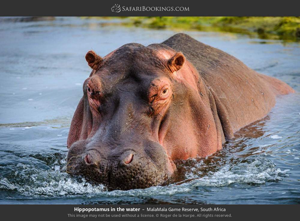 Hippopotamus in the water in MalaMala Game Reserve, South Africa