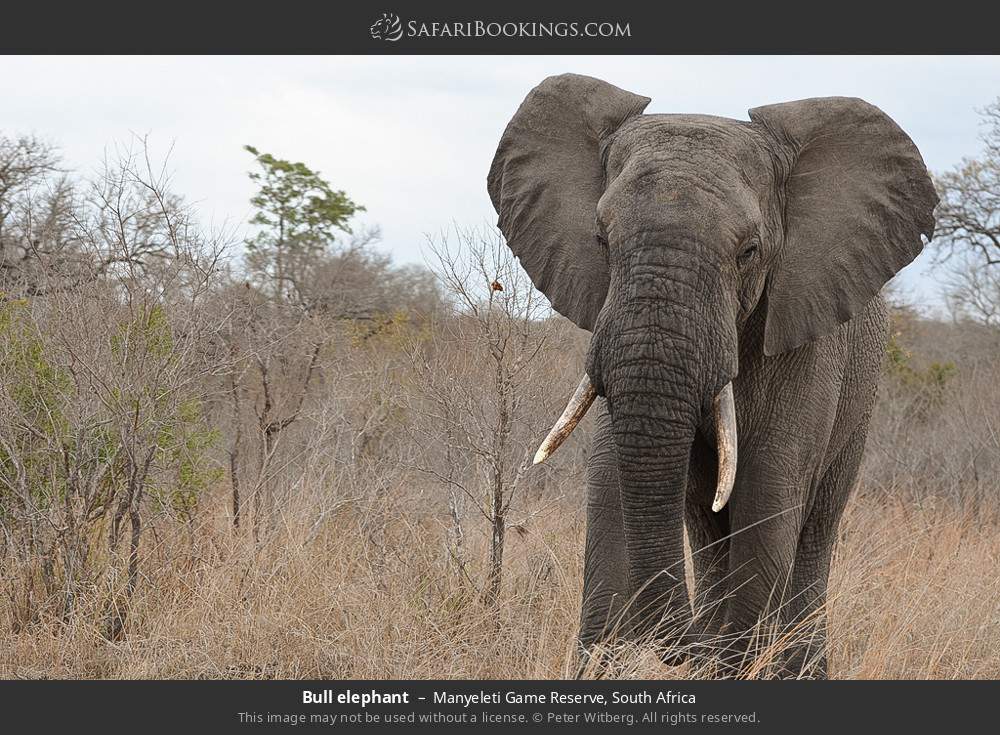 Bull elephant in Manyeleti Game Reserve, South Africa