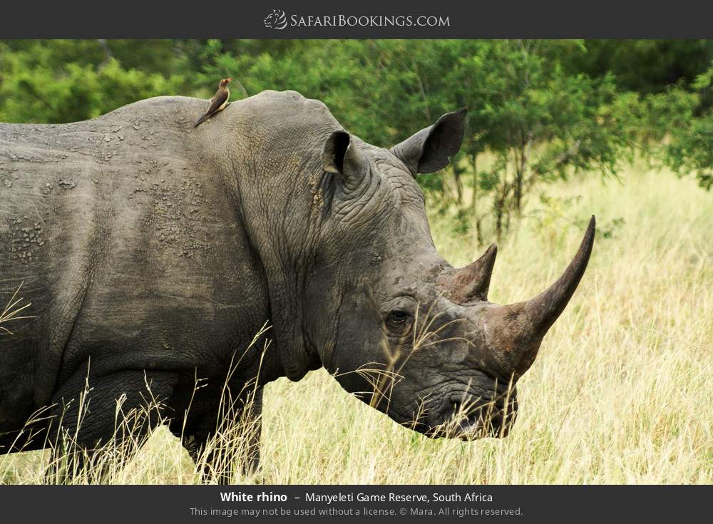 White rhino in Manyeleti Game Reserve, South Africa