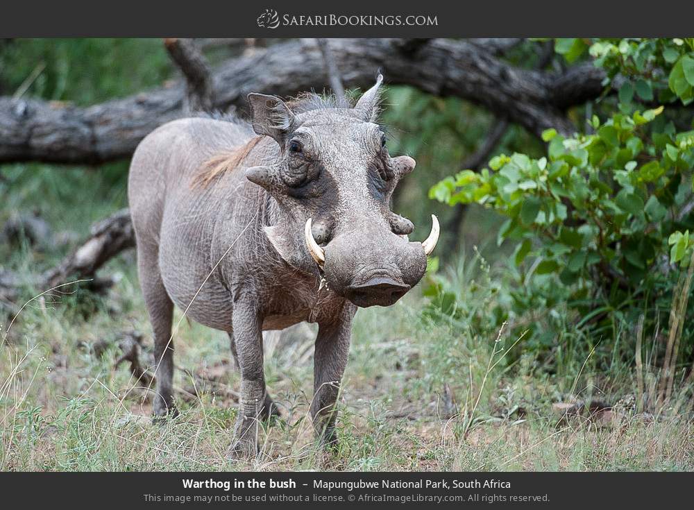 Warthog in the bush in Mapungubwe National Park, South Africa