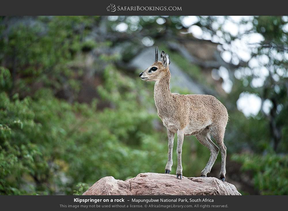 Klipspringer on a rock in Mapungubwe National Park, South Africa