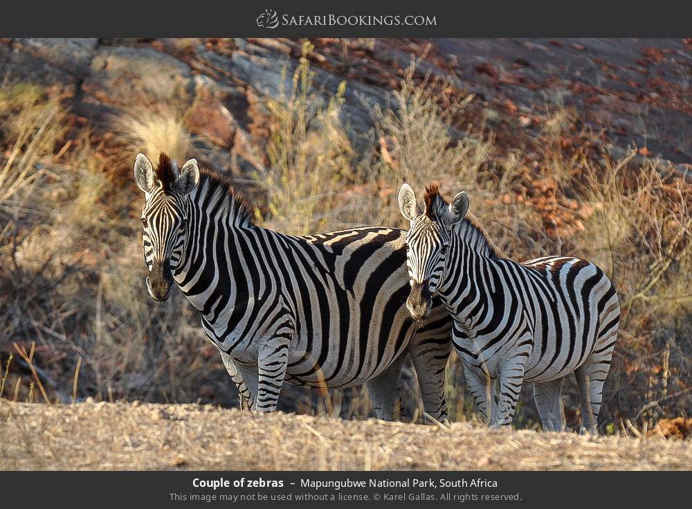 Plains zebras in Mapungubwe National Park, South Africa