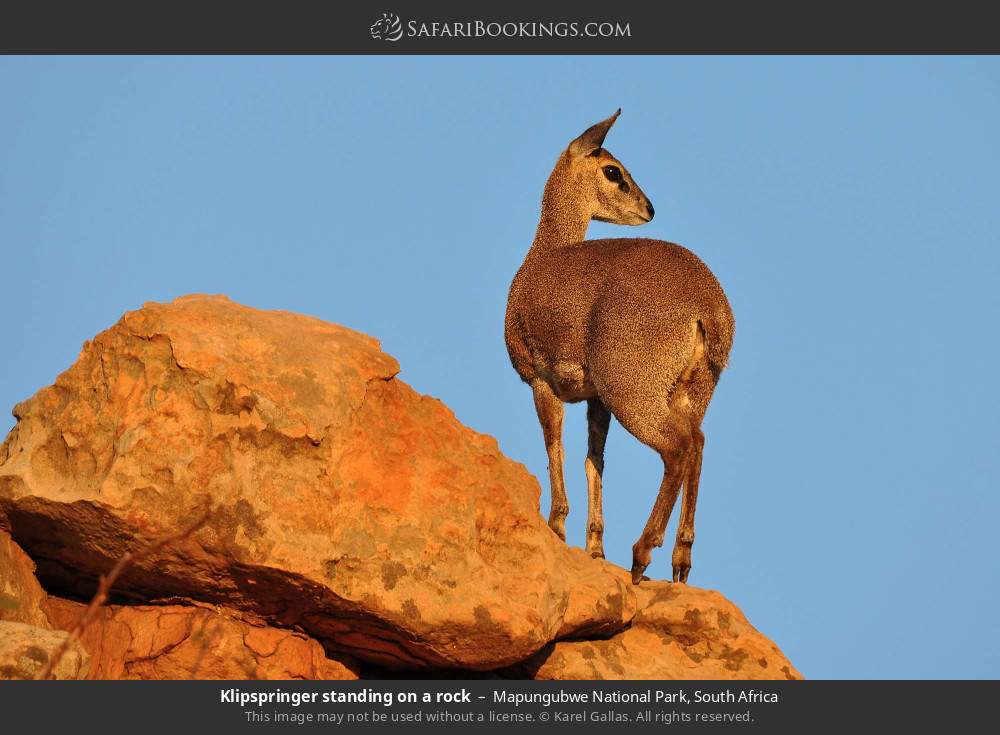 Klipspringer standing on a rock in Mapungubwe National Park, South Africa