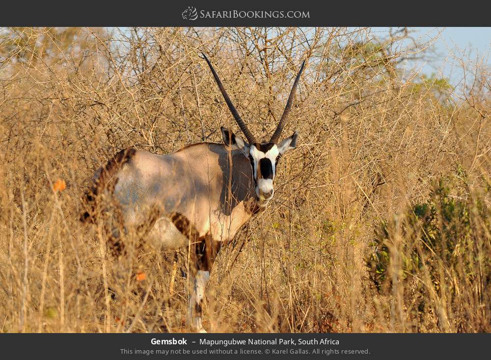Gemsbok in Mapungubwe National Park, South Africa