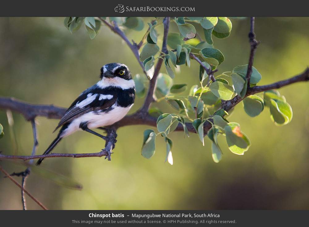 Chinspot batis in Mapungubwe National Park, South Africa