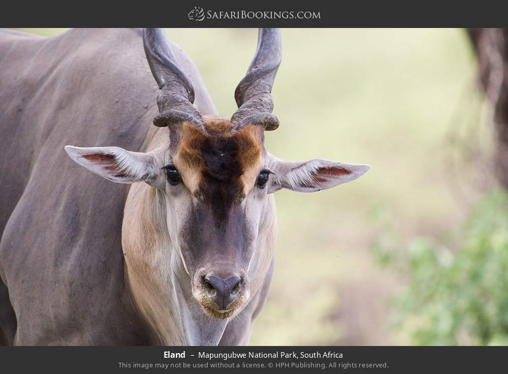 Eland in Mapungubwe National Park, South Africa