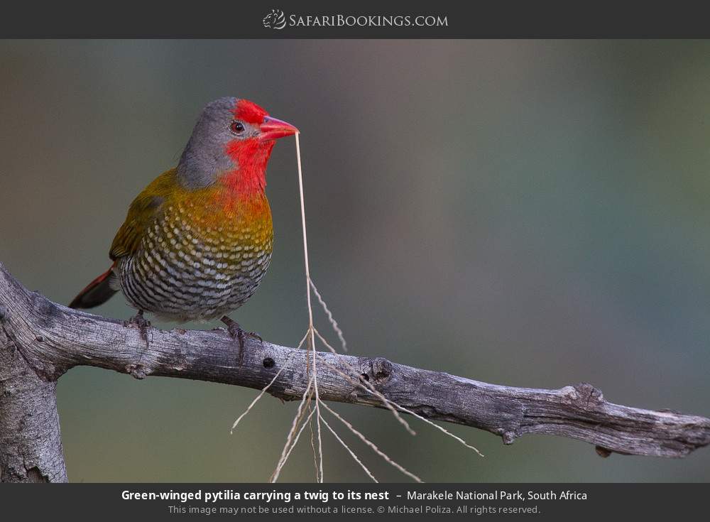 Green-winged pytilia carrying a twig to its nest in Marakele National Park, South Africa