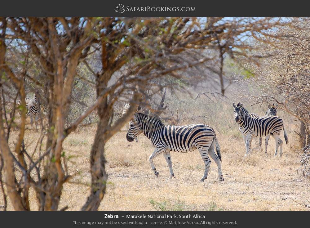 Zebras in Marakele National Park, South Africa