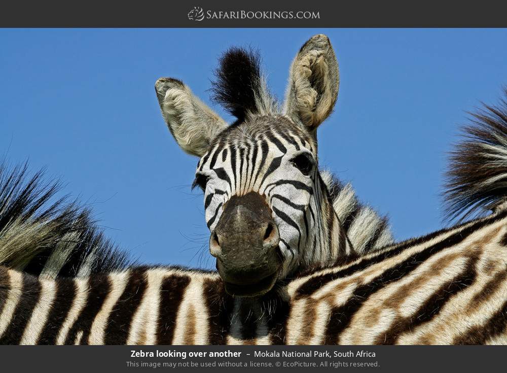 Zebra looking over another in Mokala National Park, South Africa