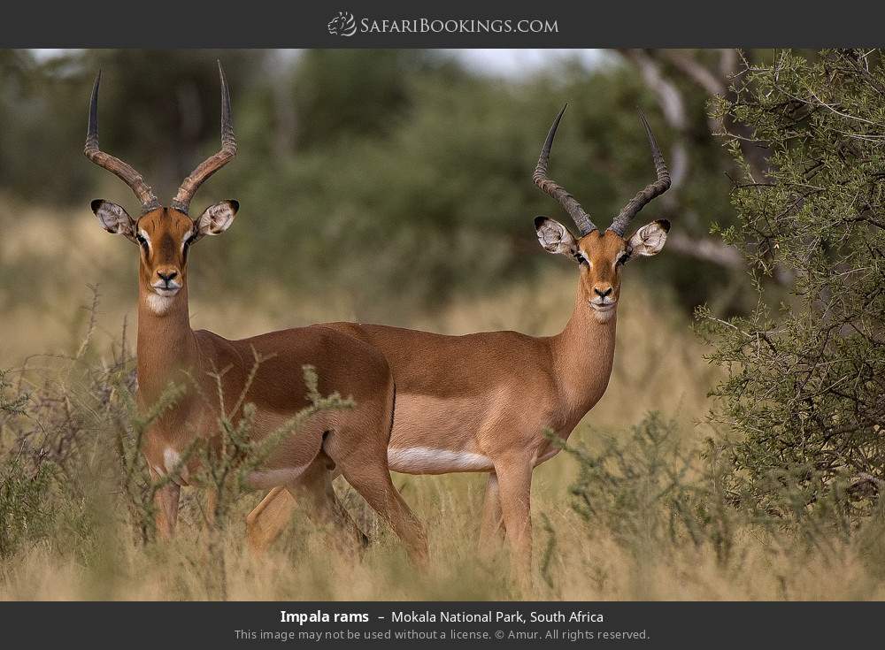 Impala rams in Mokala National Park, South Africa