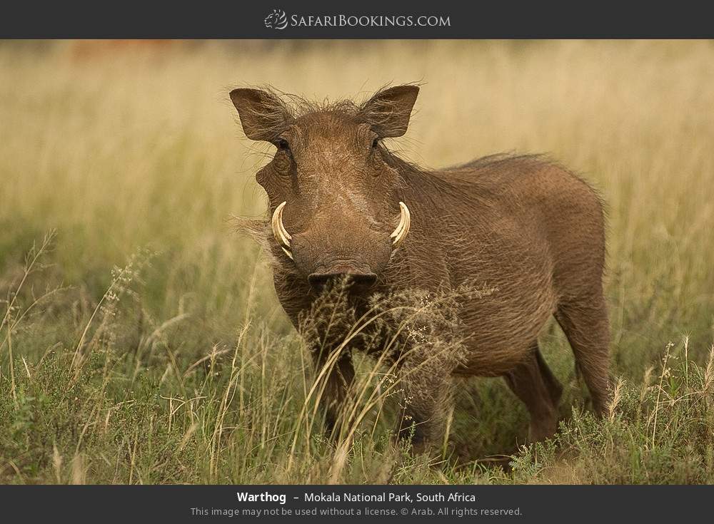 Warthog in Mokala National Park, South Africa