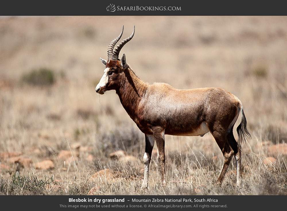 Blesbok in dry grassland in Mountain Zebra National Park, South Africa