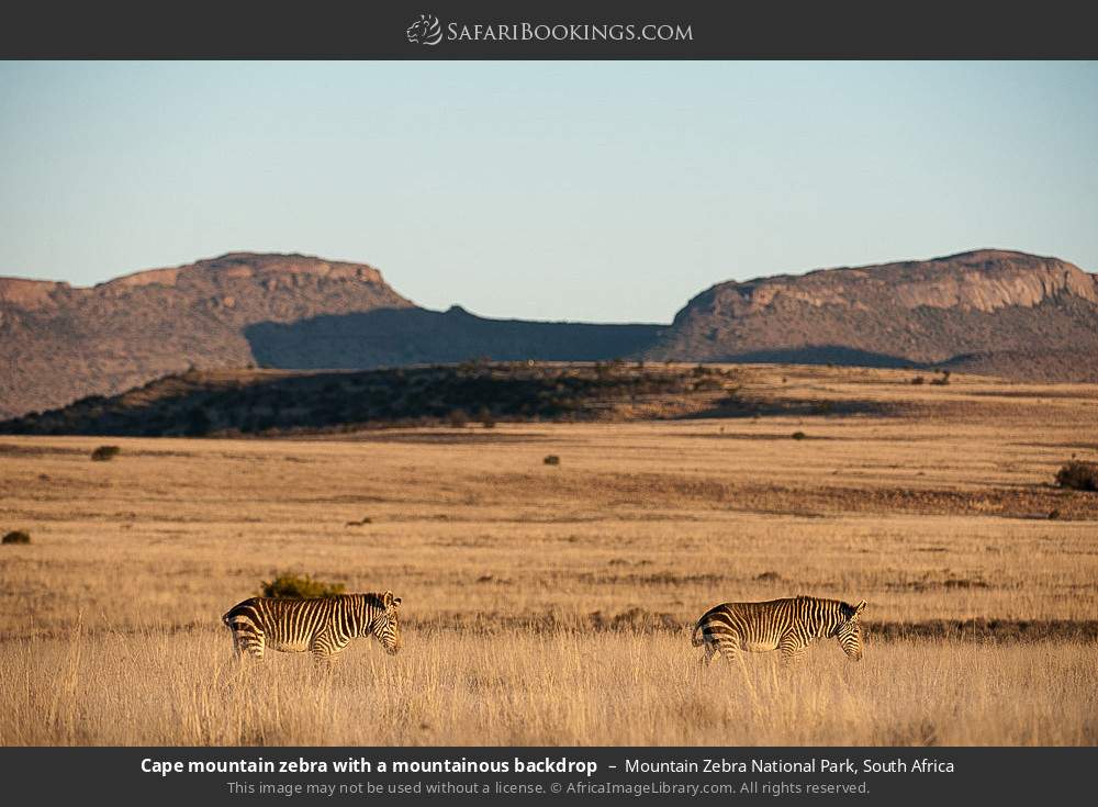 Cape mountain zebras with a mountainous backdrop in Mountain Zebra National Park, South Africa