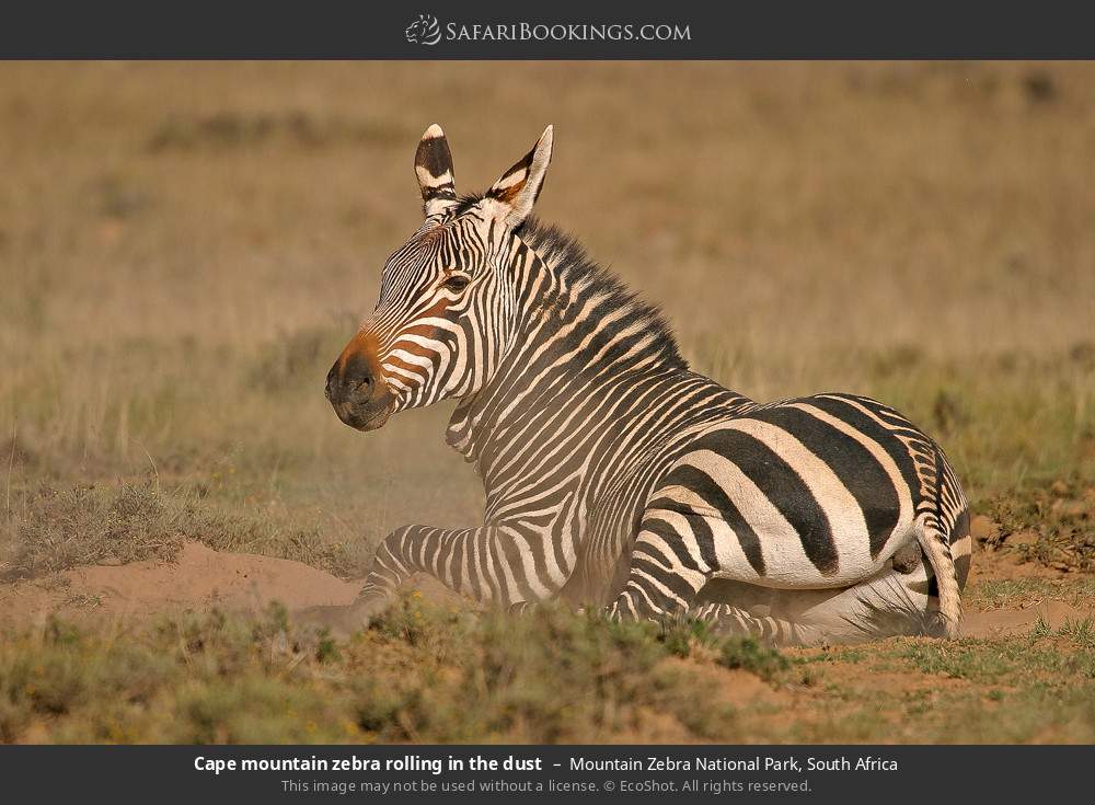 Cape mountain zebra rolling in the dust in Mountain Zebra National Park, South Africa