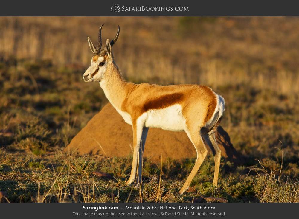 Springbok ram in Mountain Zebra National Park, South Africa