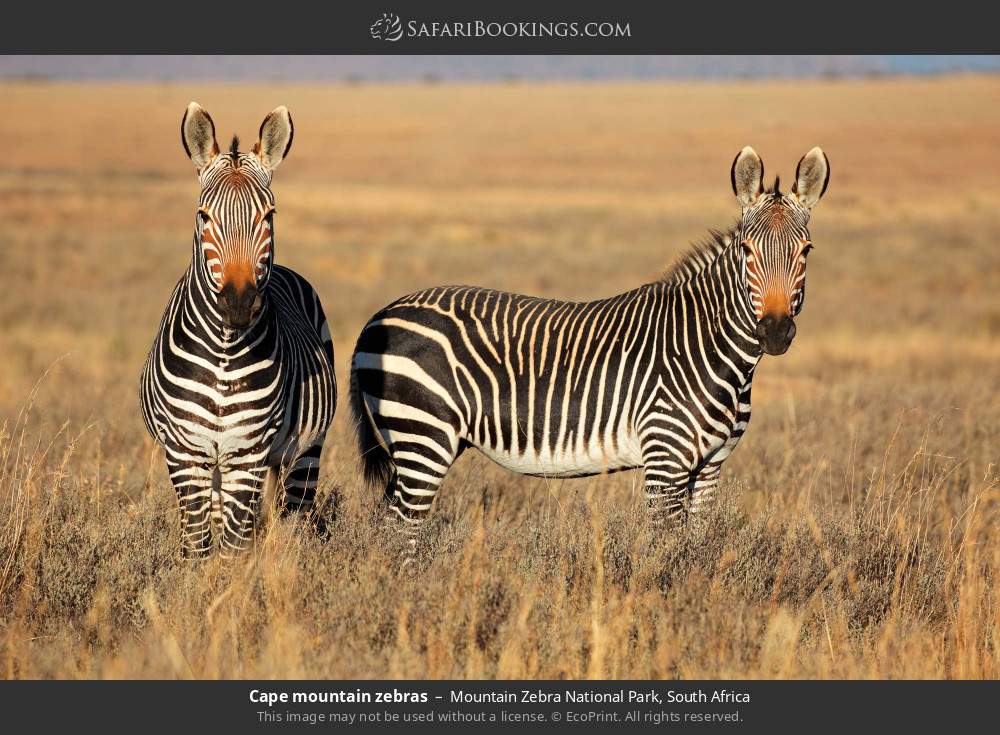 Cape mountain zebras in Mountain Zebra National Park, South Africa