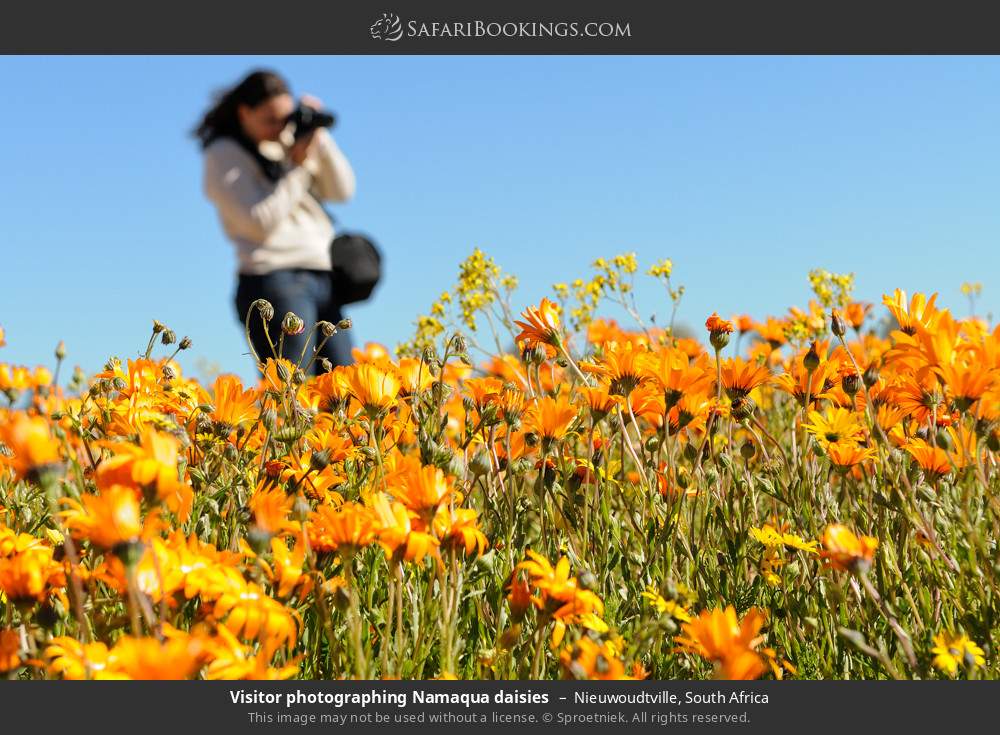 Photographing Namaqua daisies in Namaqualand in Nieuwoudtville, South Africa