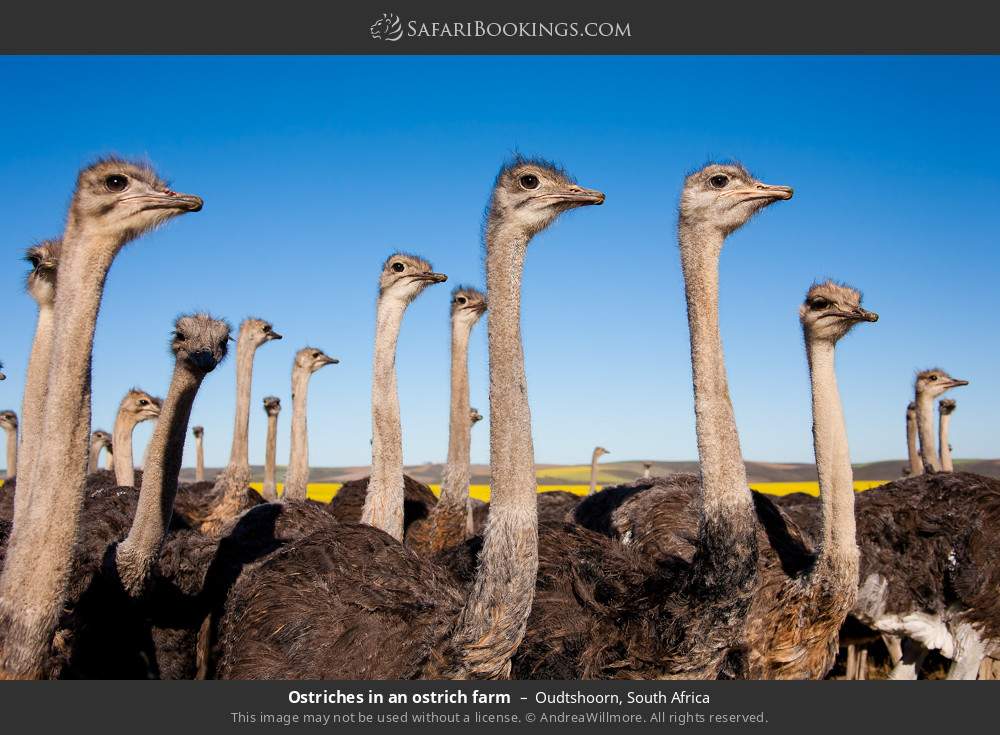 Ostriches in an ostrich farm in Oudtshoorn, South Africa
