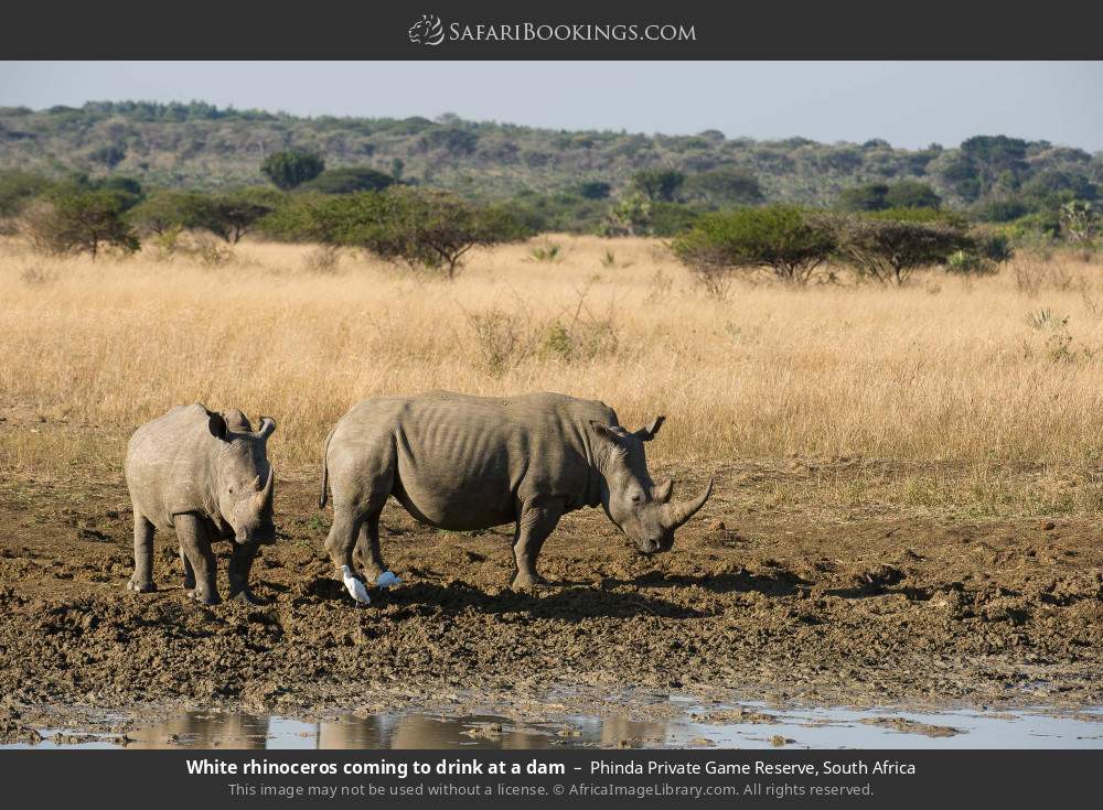 White rhinos coming to drink at a dam in Phinda Private Game Reserve, South Africa