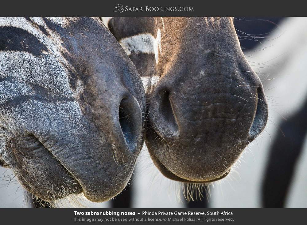 Two zebras rubbing noses in Phinda Private Game Reserve, South Africa