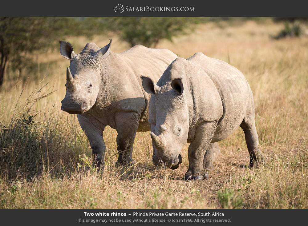 White rhinos in Phinda Private Game Reserve, South Africa