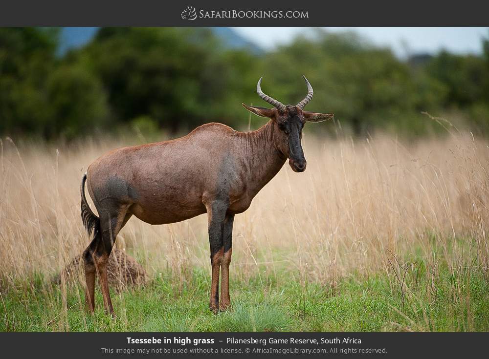 Tsessebe in high grass in Pilanesberg Game Reserve, South Africa