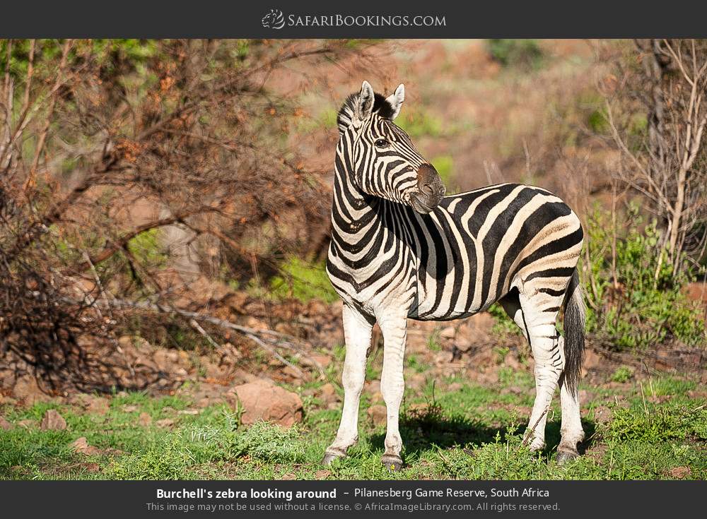 Plains zebra looking around in Pilanesberg Game Reserve, South Africa