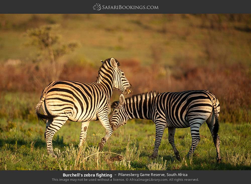Plains zebras fighting in Pilanesberg Game Reserve, South Africa