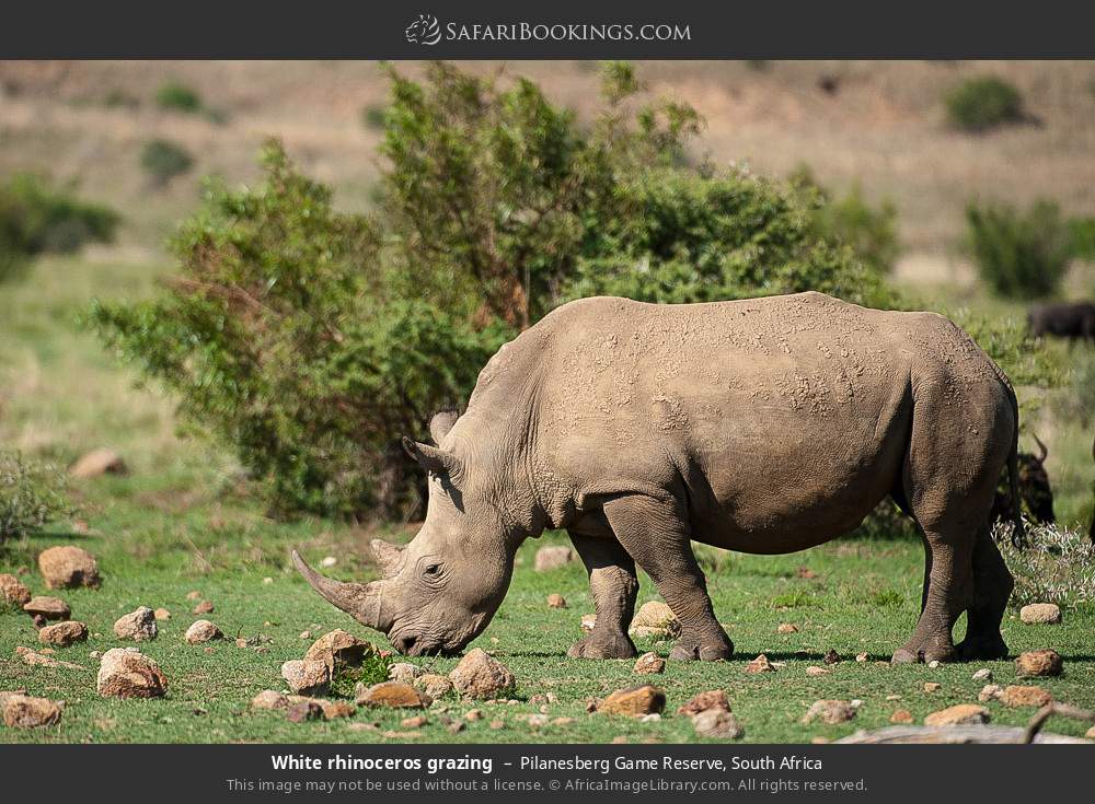 White rhinoceros grazing in Pilanesberg Game Reserve, South Africa