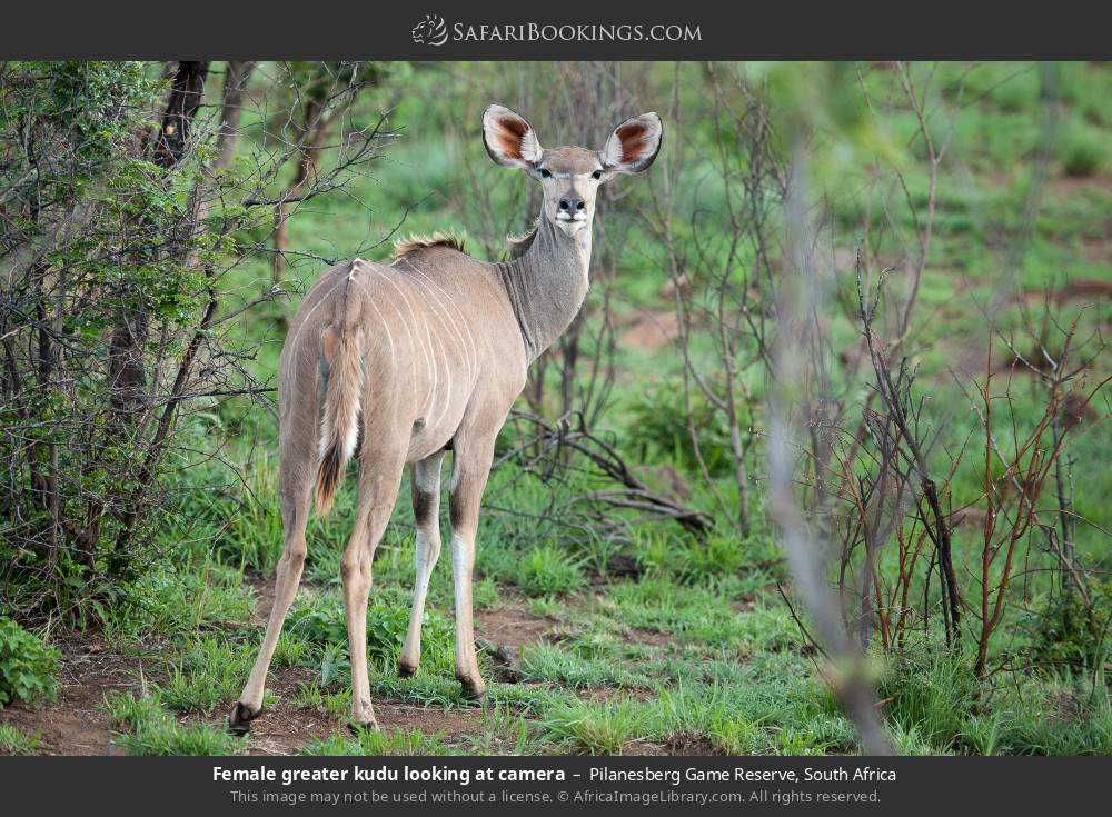 Female greater kudu looking at camera in Pilanesberg Game Reserve, South Africa