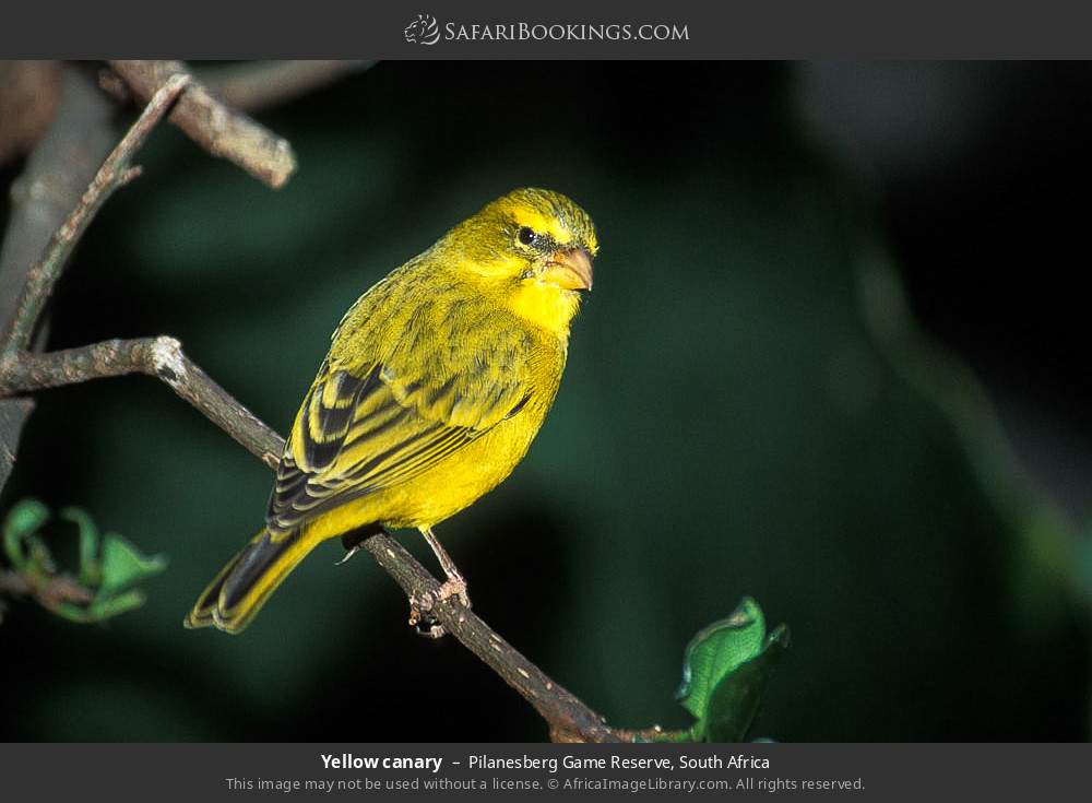Yellow canary in Pilanesberg Game Reserve, South Africa