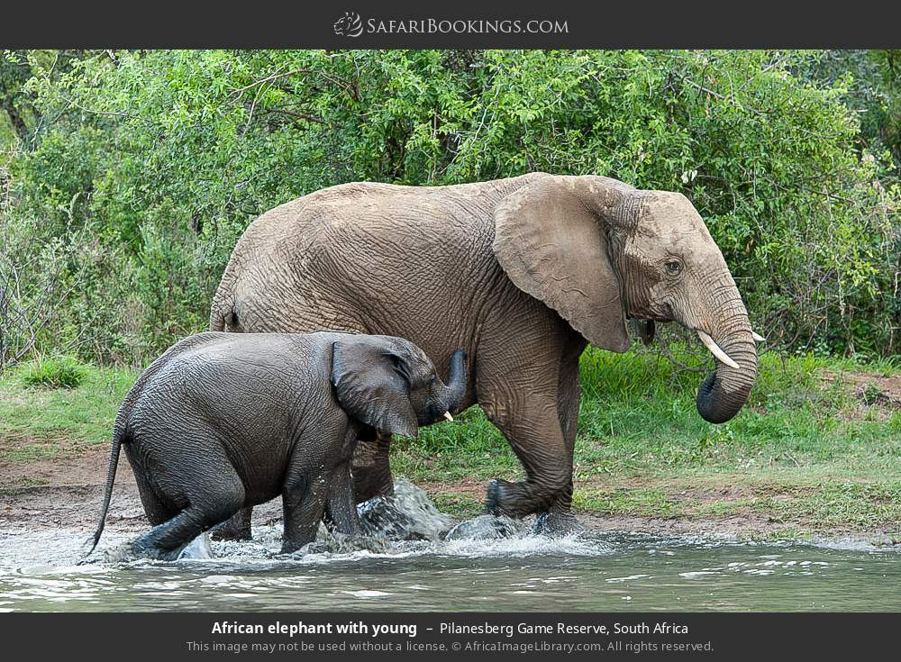 African elephant with young in Pilanesberg Game Reserve, South Africa