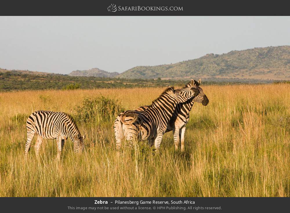 Zebras in Pilanesberg Game Reserve, South Africa