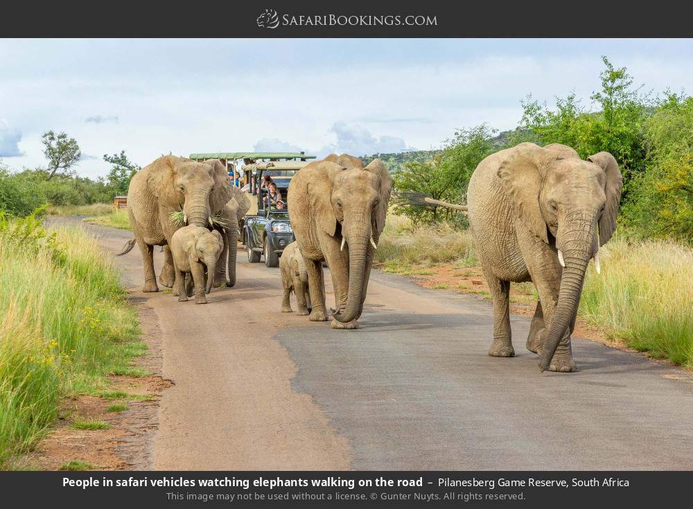 Safari-goers watching elephants walking on the road in Pilanesberg Game Reserve, South Africa