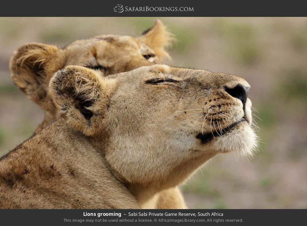 Lions grooming in Sabi Sabi Private Game Reserve, South Africa