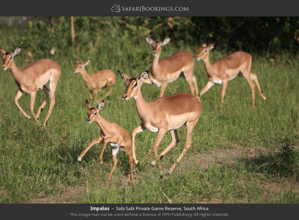 Impalas in Sabi Sabi Private Game Reserve, South Africa