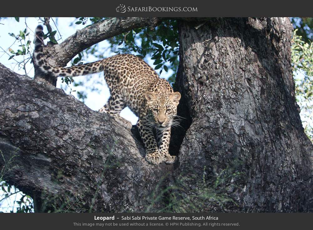 Leopard in Sabi Sabi Private Game Reserve, South Africa