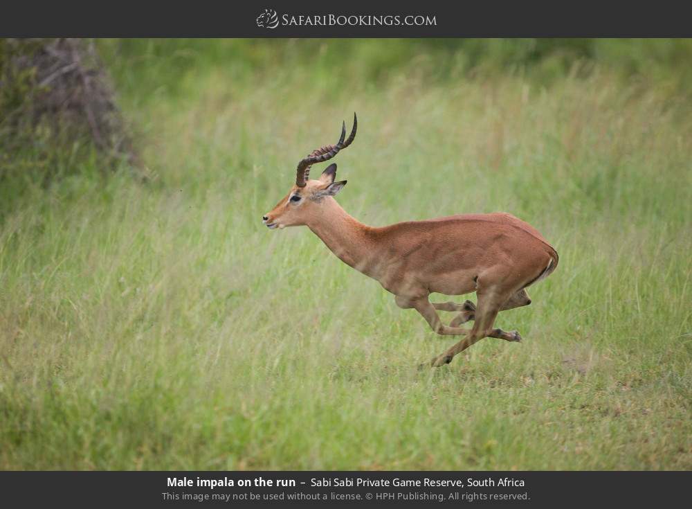 Male impala on the run in Sabi Sabi Private Game Reserve, South Africa