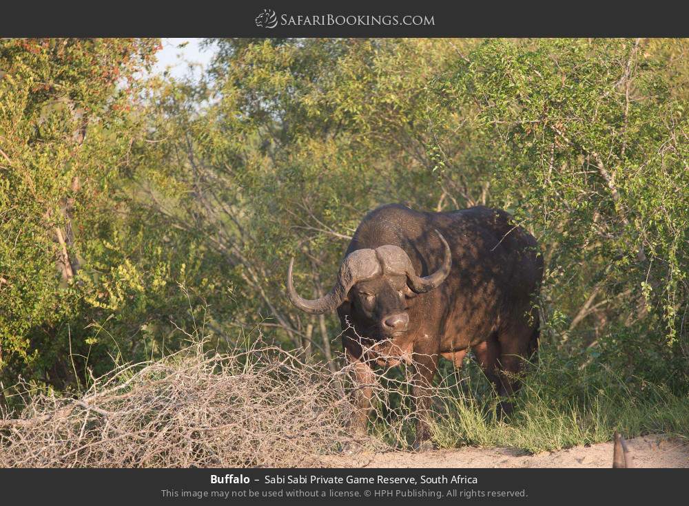 Buffalo in Sabi Sabi Private Game Reserve, South Africa