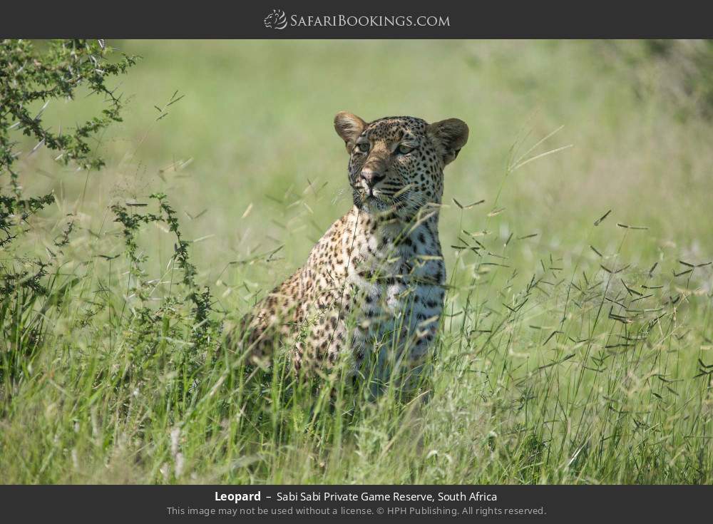 Leopard in Sabi Sabi Private Game Reserve, South Africa