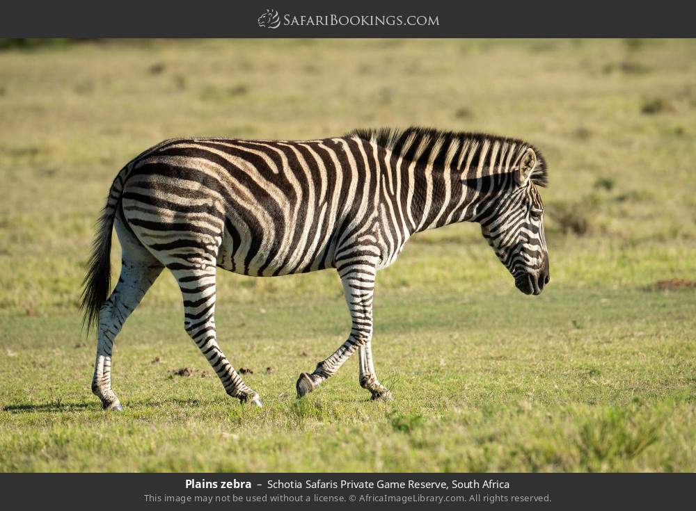 Plains zebra in Schotia Safaris Private Game Reserve, South Africa