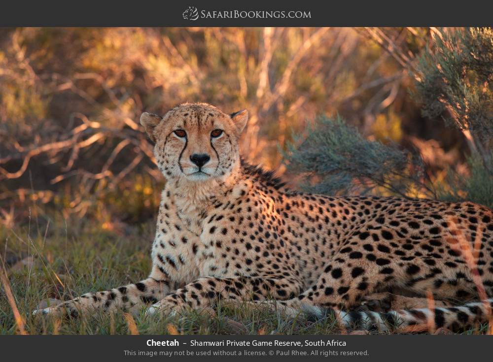 Cheetah in Shamwari Private Game Reserve, South Africa