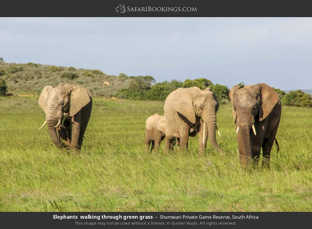 Elephants walking through green grass in Shamwari Private Game Reserve, South Africa