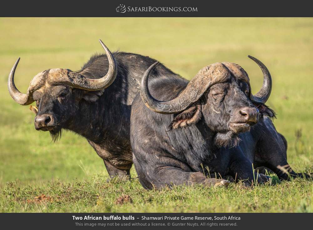 African buffalo bulls in Shamwari Private Game Reserve, South Africa
